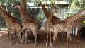 Beautiful giraffes in zoological garden in Pattaya, Thailand HD Footage