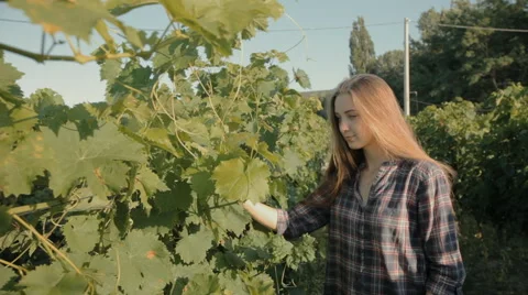Beautiful girl harvests grapes Stock Footage 59381874