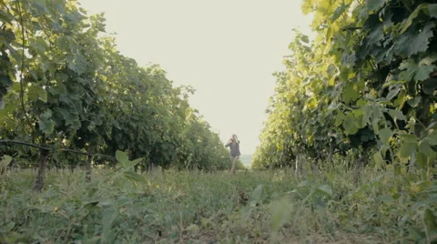 Beautiful girl walking along the rows of of the vineyard Stock Footage 59381417