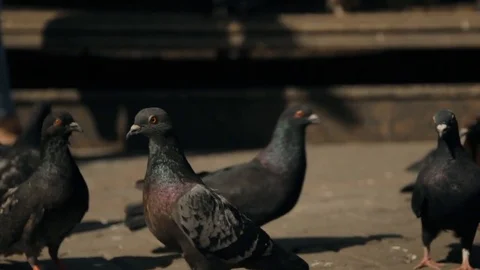 Beautiful girl walking in the Park and feeding pigeons. Stock-Footage 85073727