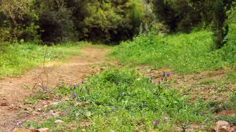 Beautiful girl walking on the path 2 Stock Footage 5502909