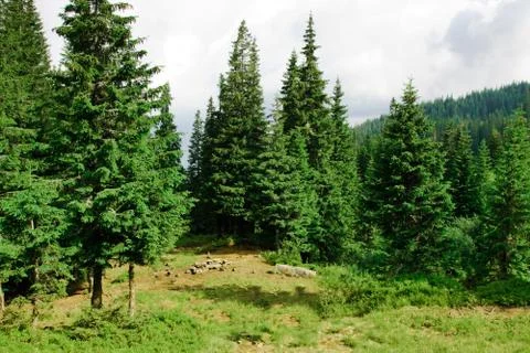 Beautiful glade Foto stock