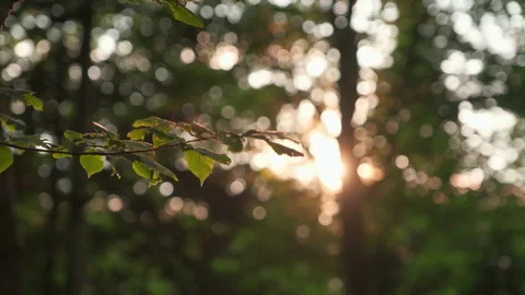 Beautiful glare of the setting sun in the forest Stock Footage 157660363