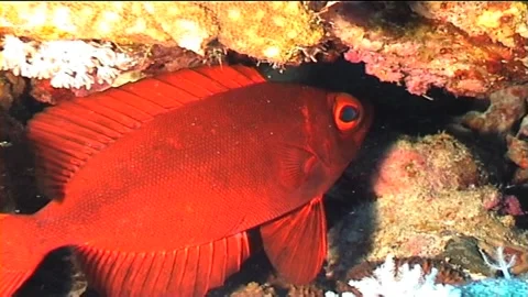 Beautiful Of Glasseye In A Burrow Stock Footage 291355794