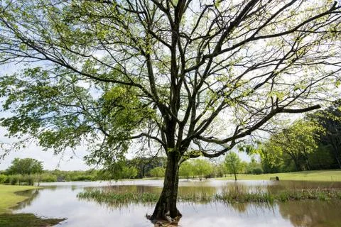 Beautiful Gnarled Tree at the Edge of a Pond Stock Photos