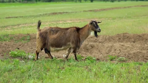 Beautiful goat in a green field eats grass. The goat is grazing in the field. Stock Footage 199563095