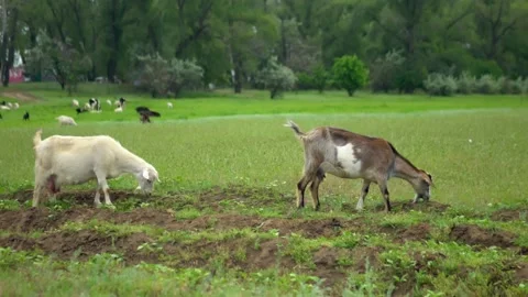 Beautiful goat in a green field eats grass. The goat is grazing in the field. Stock-Footage 199563169