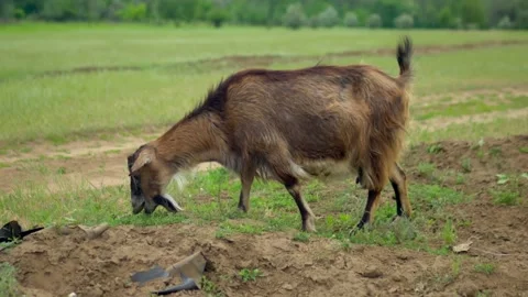 Beautiful goat in a green field eats grass. The goat is grazing in the field. Stock Footage 199563239