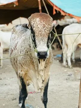 The beautiful goat is looking at the camera Stock Photos