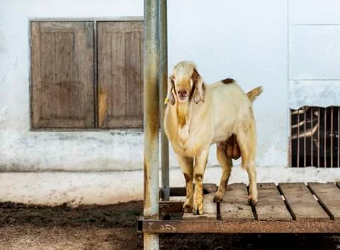 Beautiful Goat. Stock Photos