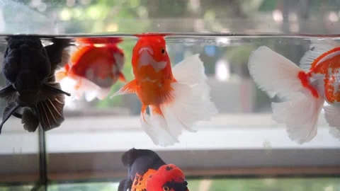 Beautiful gold fish in aquarium Stock Footage 344514528