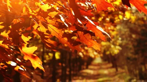 Beautiful, golden autumn. Trees on the wind. Stock Footage