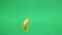 A beautiful Golden fish on a green backg... | Stock Video | Pond5