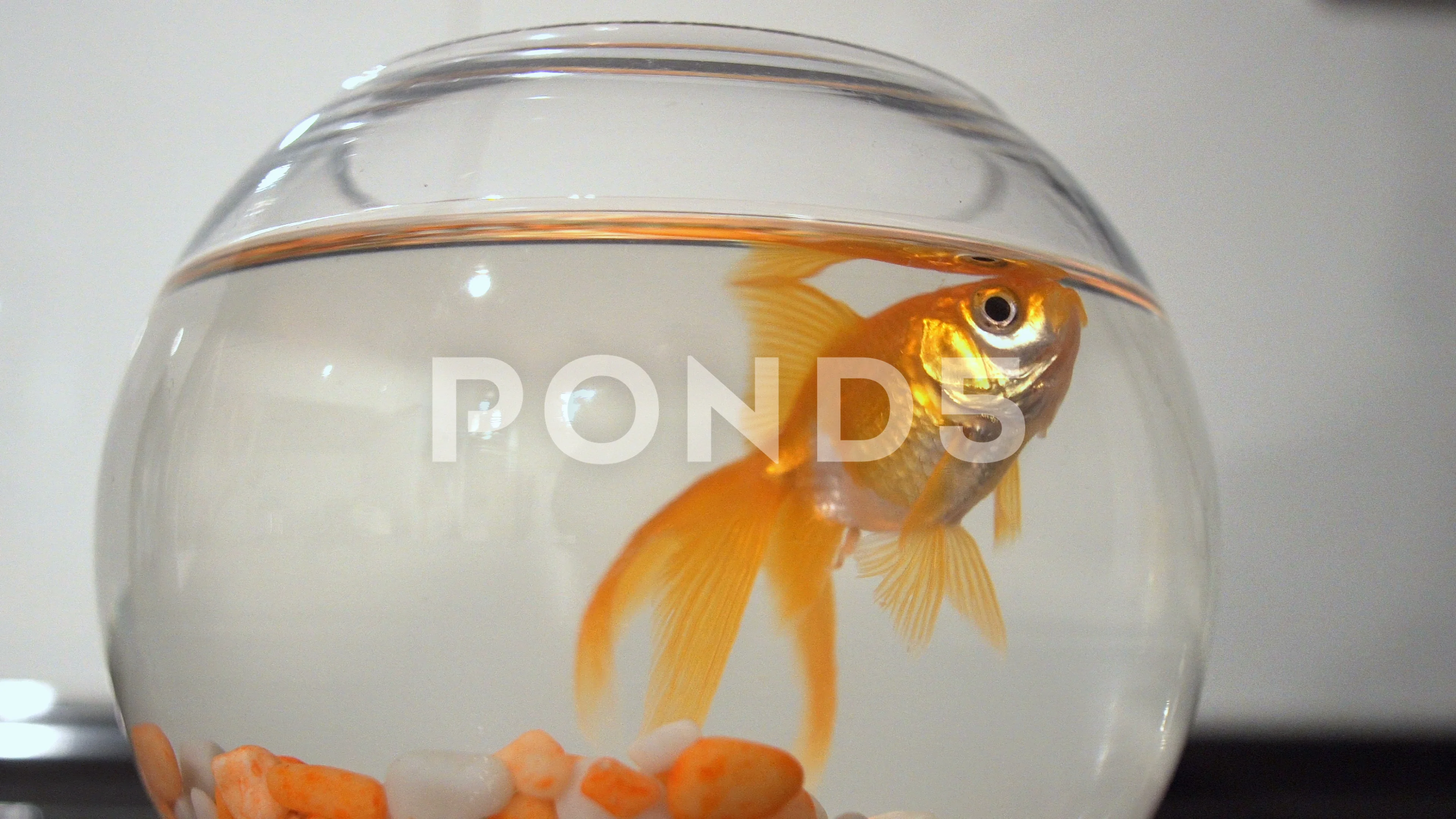 Beautiful Golden Fish Swimming In Transp, Stock Video