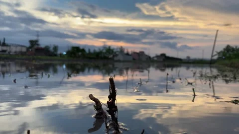 Beautiful golden reflection of the twilight sky in the rice fields 4k Stock Footage 296002871