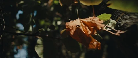 Beautiful golden tree leaf blowing in the autumn breeze. Stock Footage 126738767