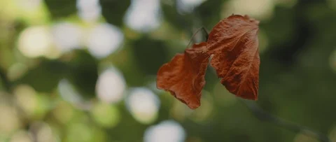 Beautiful golden tree leaf blowing in the autumn breeze, green bokeh Stock Footage 126738909