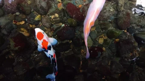 The Beautiful Goldfish Video stock 287301023