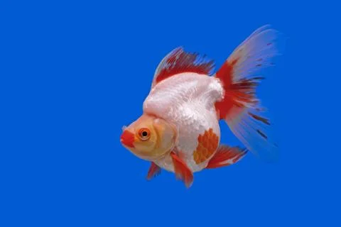 Beautiful goldfish Stock Photos