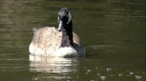 Beautiful Goose Swimming in Water Stock Footage