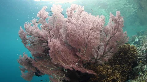 Beautiful Gorgonian and Small Reef Fish Stock-Footage 57395053