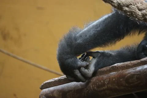Beautiful gorilla hands silver back wild and dangerous animal Stock Photos