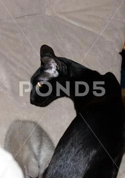 Beautiful graceful black oriental cat sitting in profile Stock Photos