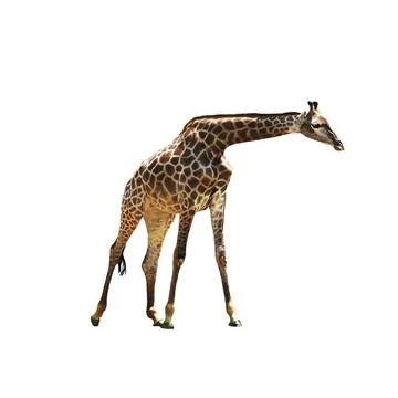 Beautiful graceful giraffe on isolated background. Stock Photos