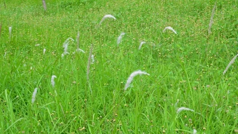 Beautiful grain meadow on Java Island 動画素材 311325874