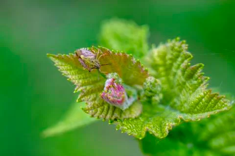 Beautiful grape bug on a young vine shoot close-up on a blurred green backgro Stock Photos
