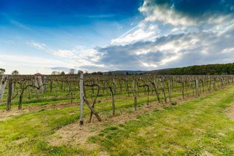 Beautiful grape field Stock Photos