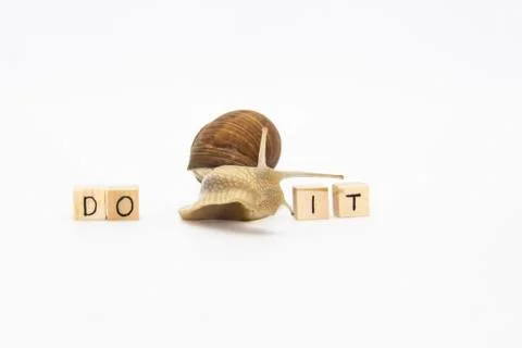 Beautiful grape snail move between wooden cubes. On cubes written words DO IT Stock Photos