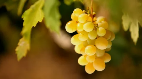 Beautiful grapes Stock Footage 1398784