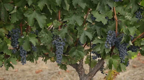 Beautiful Grapes - Winery 库存影片 2650451