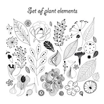 Beautiful graphic set with plants Stock Illustration
