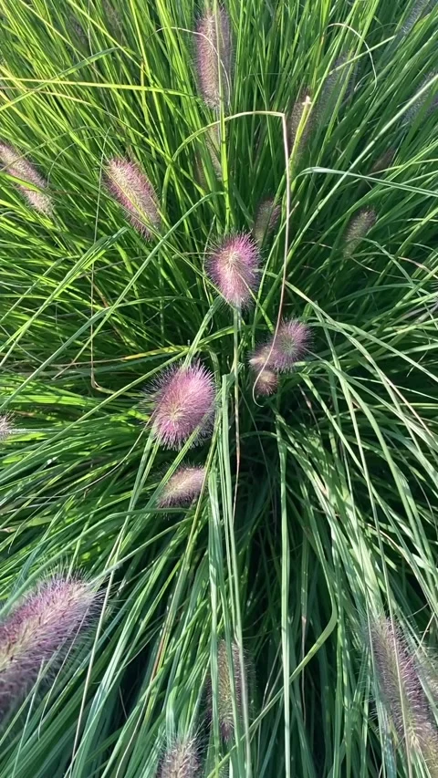 Beautiful gras plant texture background vertical view Stock Footage 345655548