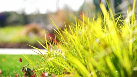 Beautiful grass and flower dancing with wind in park of residential district Stock Footage 194878872