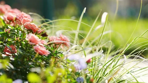 Beautiful grass and flower dancing with wind in park of residential district Video stock 194878873