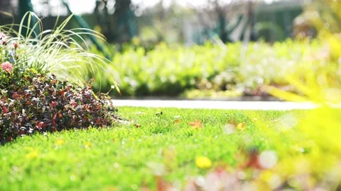 Beautiful grass and flower dancing with wind in park of residential district Stock Footage 194878883