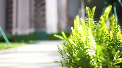 Beautiful grass and flower dancing with wind in park of residential district Stock Footage 194879036