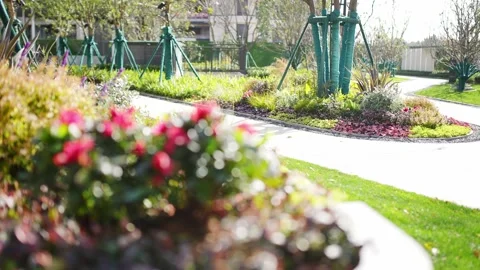 Beautiful grass and flower dancing with wind in park of residential district Stock Footage 194879095