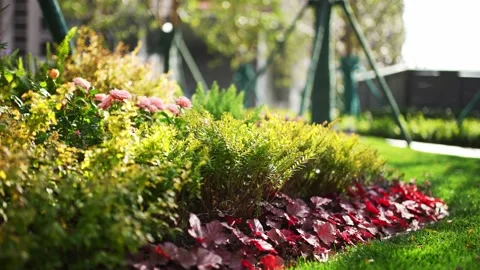 Beautiful grass and flower dancing with wind in park of residential district Stock Footage 194879113