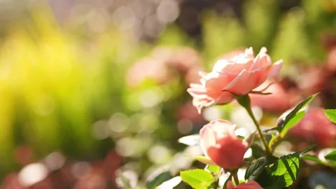 Beautiful grass and flower dancing with wind in park of residential district Stock Footage 194887738