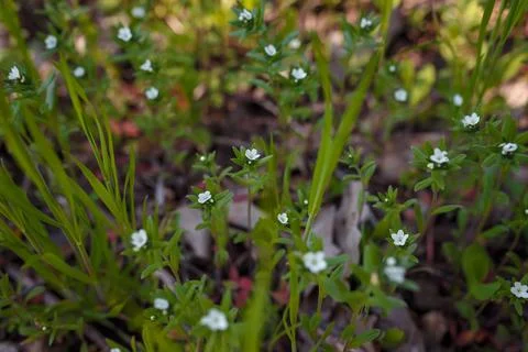 Beautiful grass and tiny white flowers on forest ground, tender spring sprouts Stock Photos