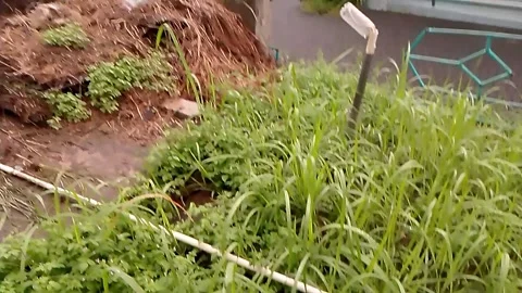 Beautiful grass and wild grass. Stock-Footage 274361041