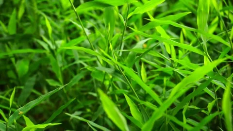 Beautiful grass background Stock Footage 270249764