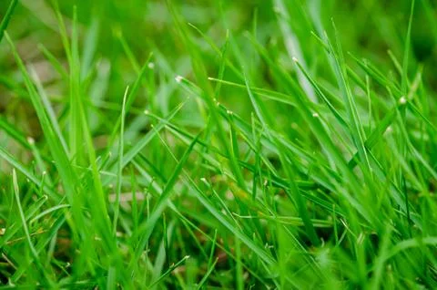 Beautiful Grass Background Stock-Fotos