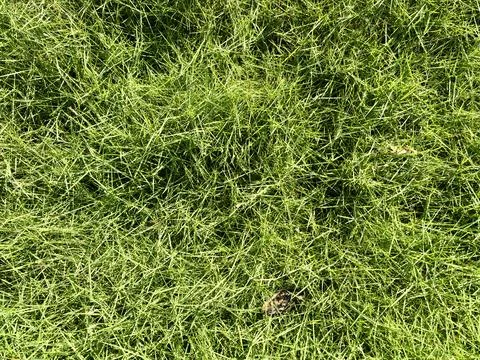 Beautiful grass background Stock Photos