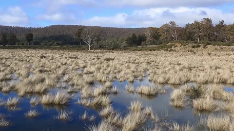 Beautiful grass in Bronte Lagoon Stock Footage 71747538