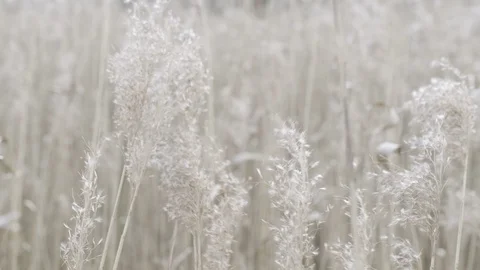 Beautiful grass dancing gently in the wind in slow motion Stock Footage 127002276
